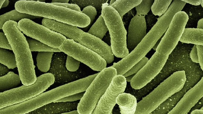 Test – Bakterie I  + Bakterie II