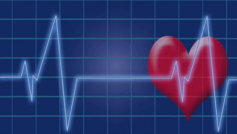 Serce, układ krążenia i skóra